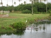 One of the man-made ponds on the compound